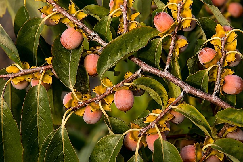 American persimmons on the branch.