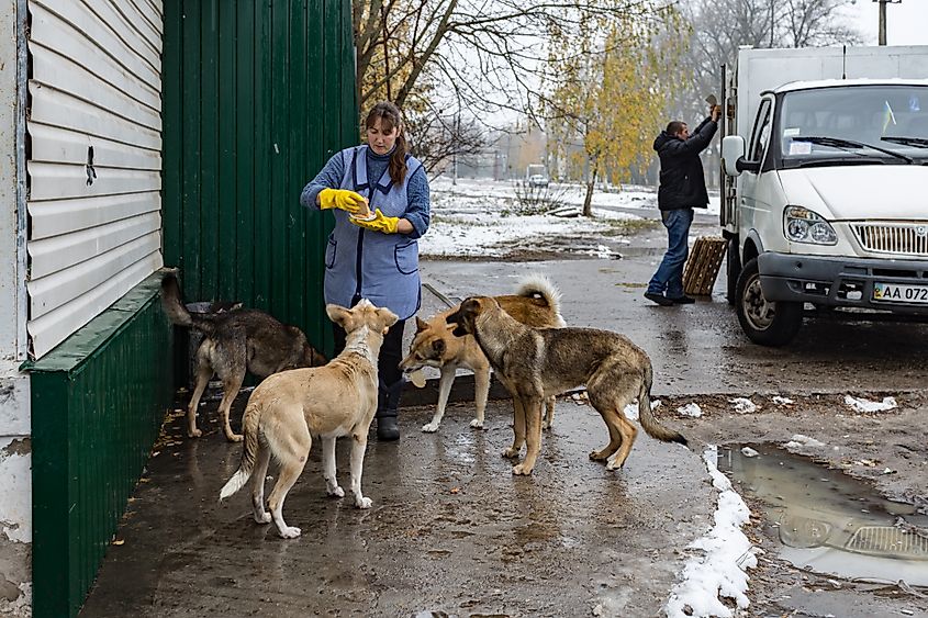 A woman feeding stray dogs at Chernobyl.