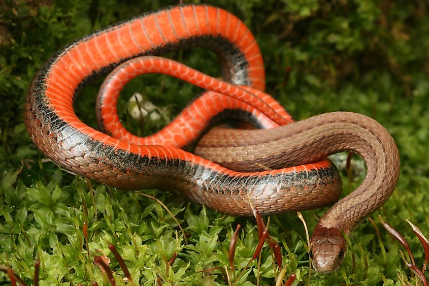 Red-bellied snake, Storeria occipitomaculata, in defensive posture showing underside