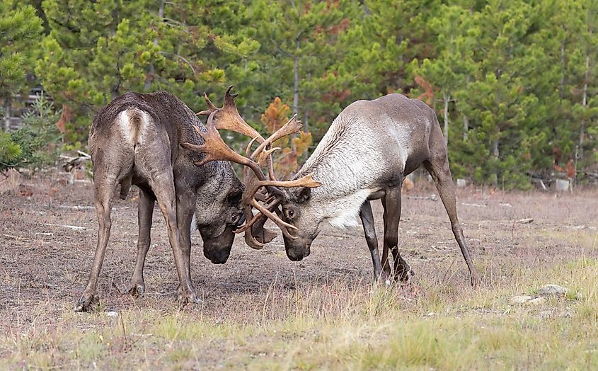 Two bull endangered woodland caribou sparring