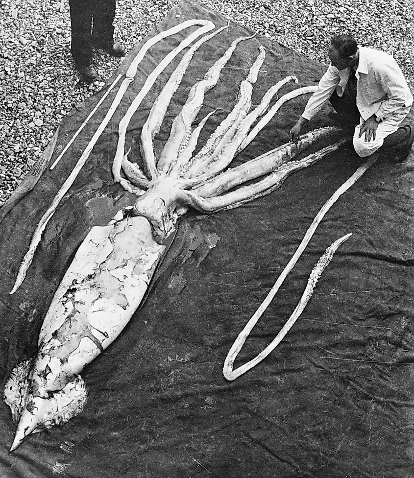 Examination of a 9 m (30 ft) giant squid, the second largest cephalopod, that washed ashore in Norway in 1954
