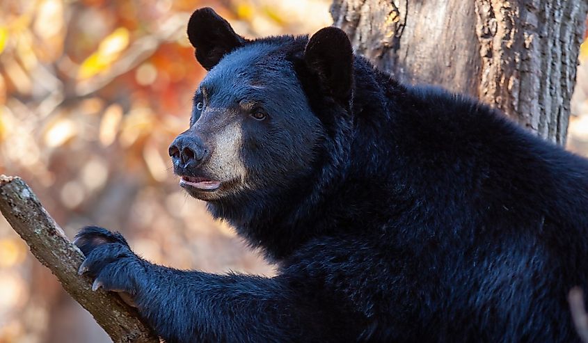 Black bear sitting on a branch in a tree gazing into the distance