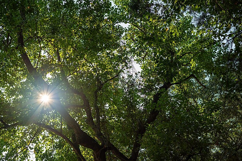 Louisiana State Park in Westlake, Louisiana.