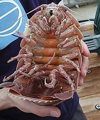 A giant isopod (Bathynomus giganteus) may reach up to 0.76 m (2 ft 6 in) in length.