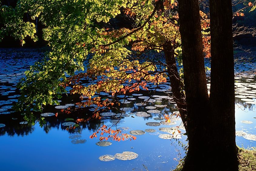 Looking out over lilypads on the water at Lake Murphysboro State Park.