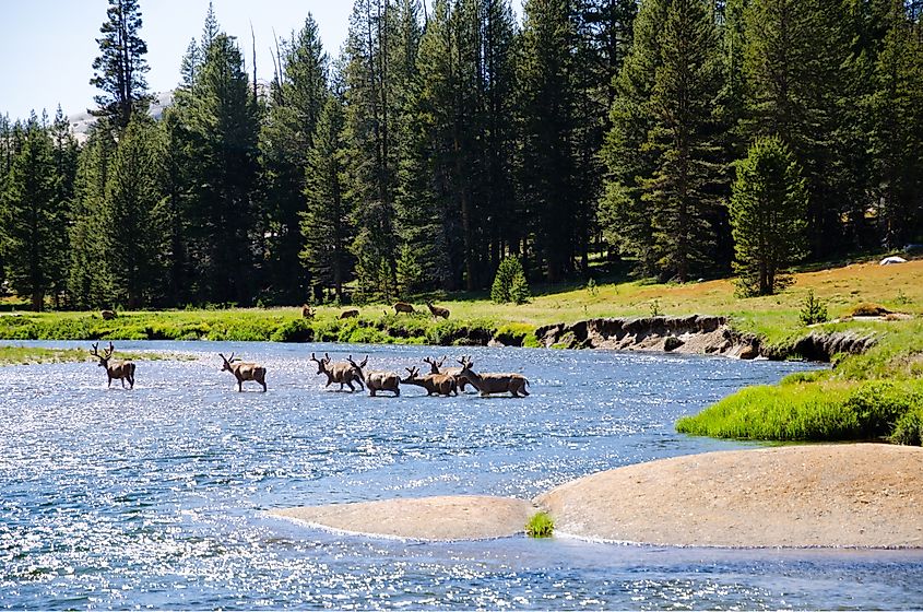Wild animals in Yosemite National Park in California USA