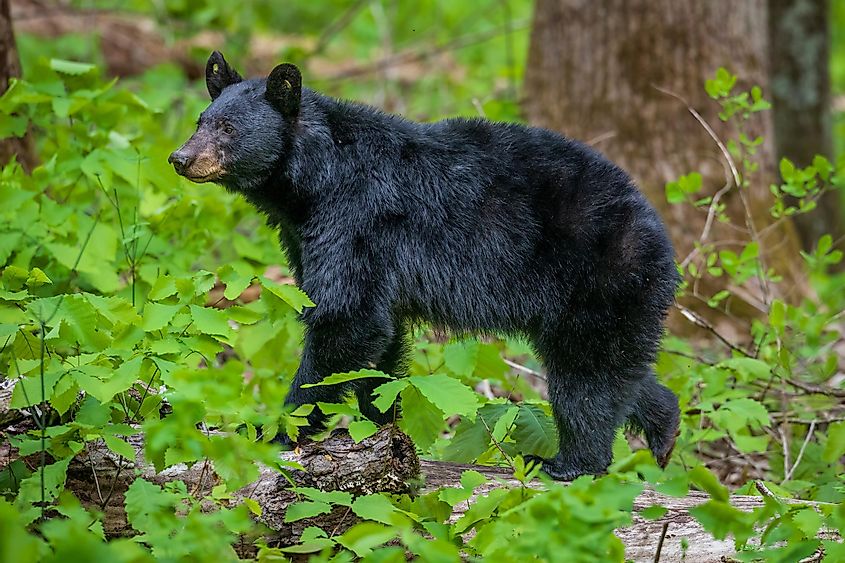 Black Bear in Great Smoky Mountains National Park
