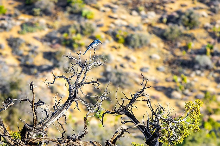 A California Scrub-Jay perches in sunlight within the desert habitat of Joshua Tree National Park California