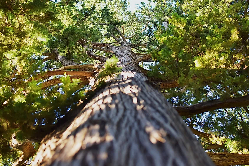 Cupressus torulosa, Himalayan cypress.