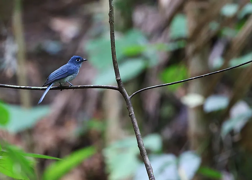 caerulean paradise flycatcher