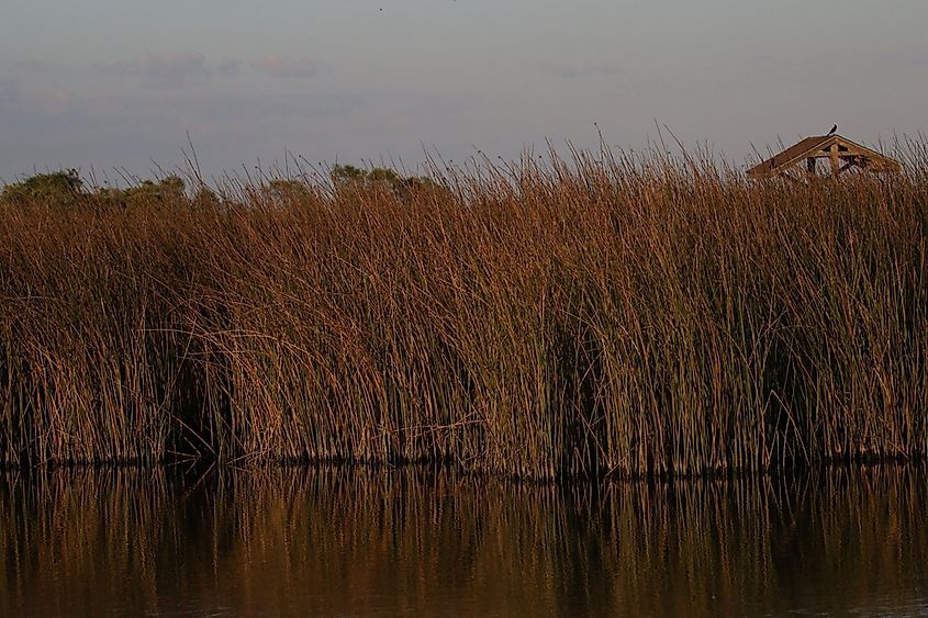 Wetland at Brazoria National Wildlife Refuge, Texas