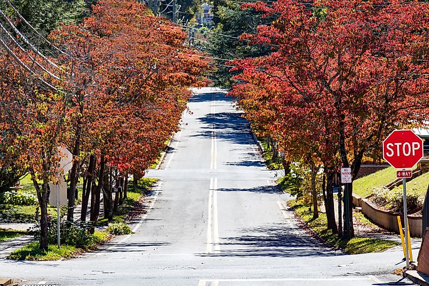 Trees lining a street in downtown Dahlonega, Georgia