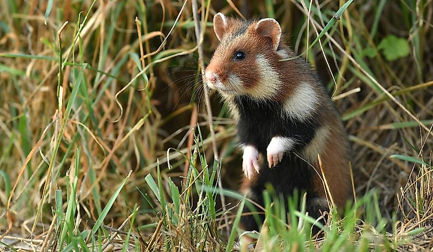 European hamster (Cricetus cricetus) standing up in a field