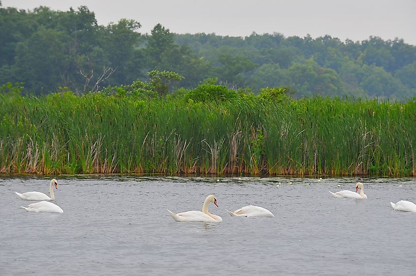 Swans floating in Lake James in Angola, Indiana
