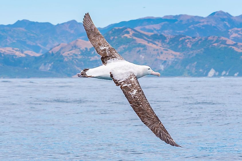 Southern royal albatross in flight near Kaikoura, New Zealand