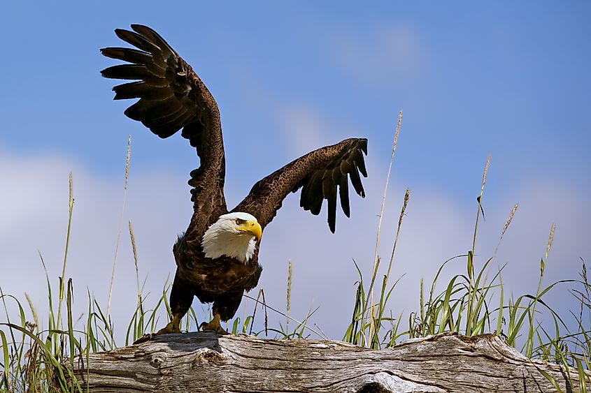 American bald eagle