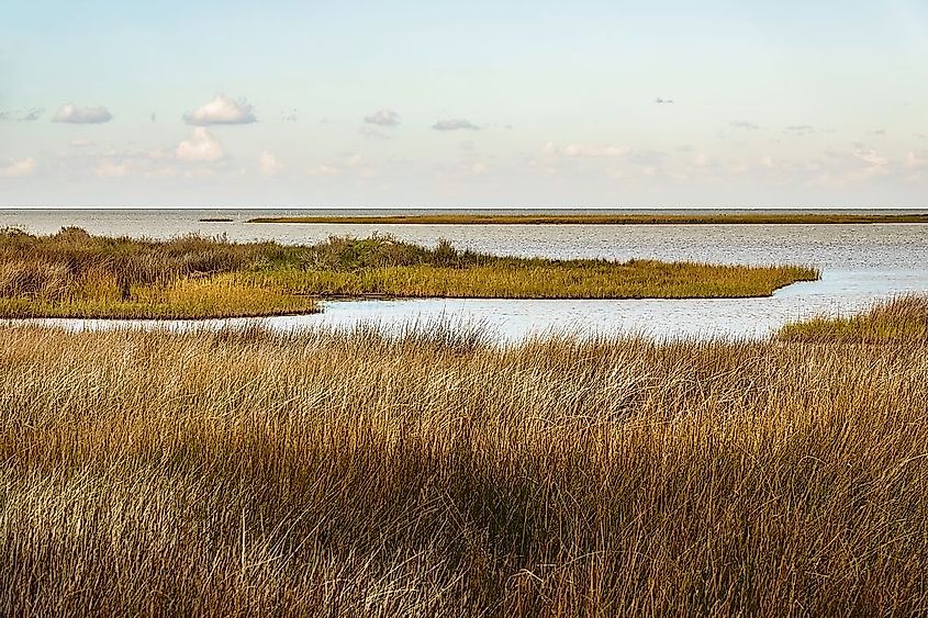 Salt marsh with saltmeadow cordgrass along Ocracoke Island in the Outer Banks of North Carolina