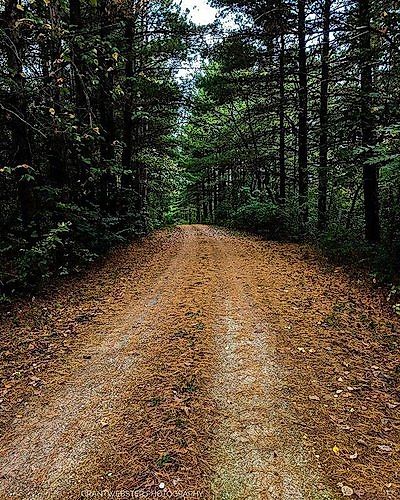 Stephens State Forest in Iowa.