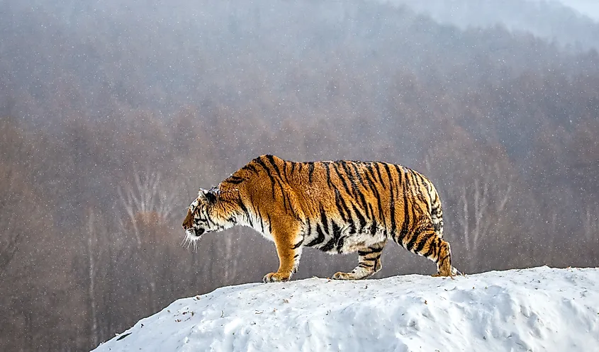 Siberian tiger is standing on a snowy hill in China, Harbin.