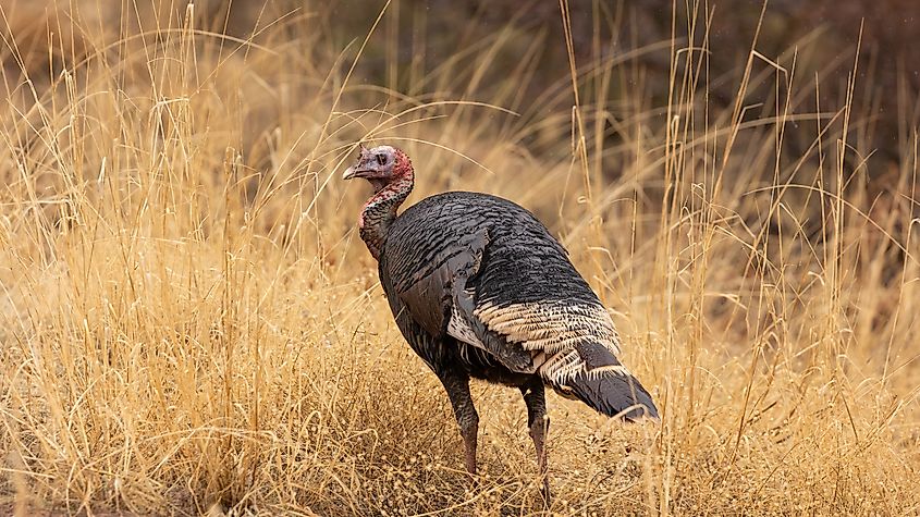 A wild turkey hen looks over it's shoulder. 