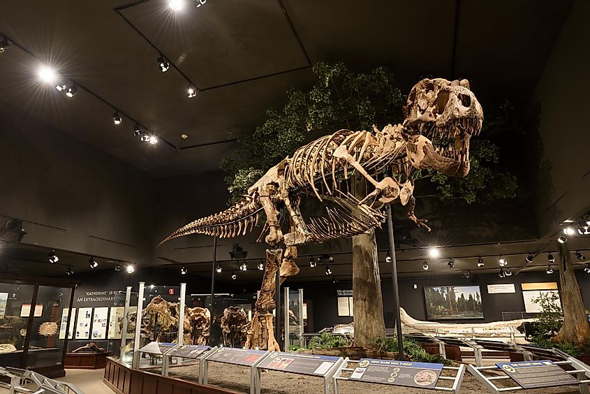 Bozeman Montana, Museum of the Rockies, Tyrannosaurus Rex Fossil Exhibit