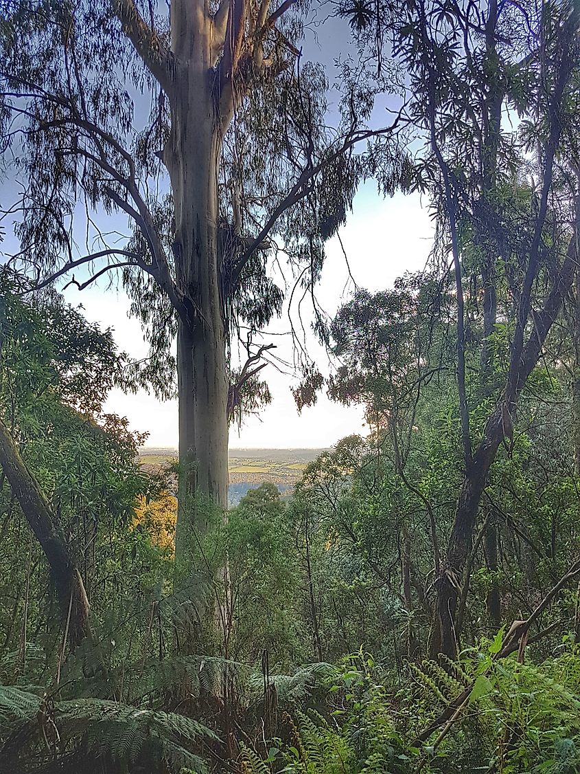 1000 Steps, Kokoda Track Memorial Walk, Dandenong Ranges National Park.
