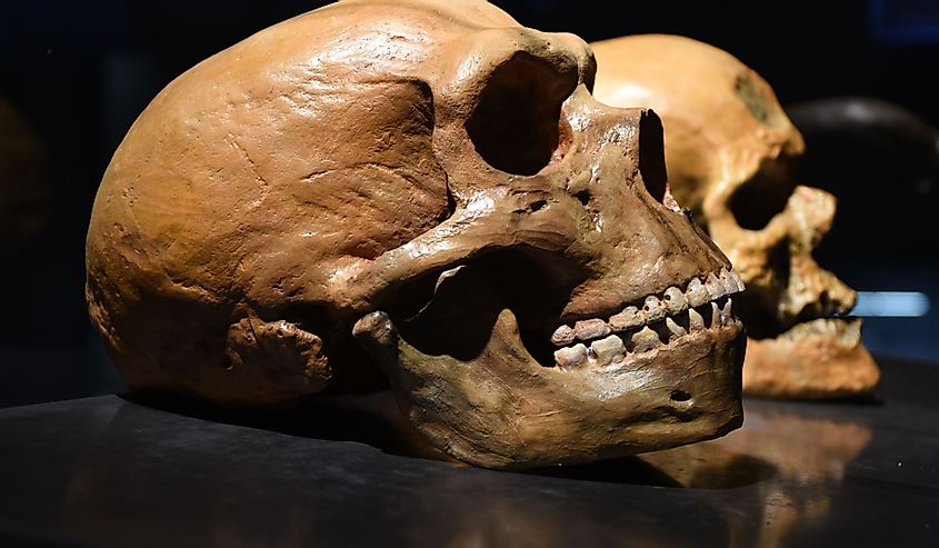 homo sapien and Neanderthal skull on black background