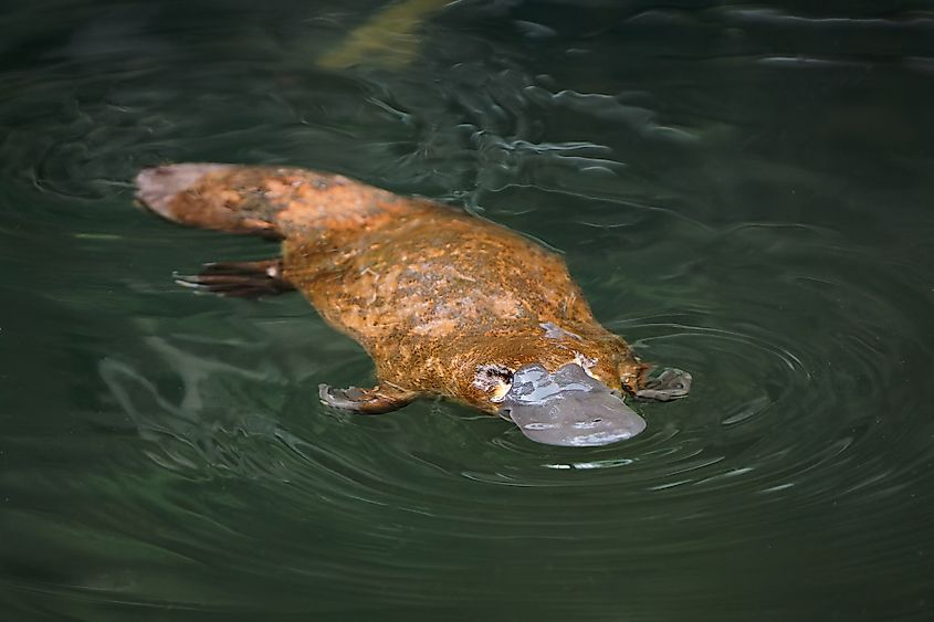 A platypus in the water in Tasmania