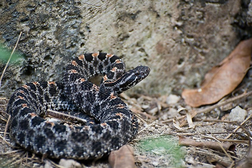 Pygmy rattlesnake.