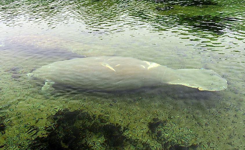 Manatee swimming underwater during a river boat tour in Edward Ball Wakulla Springs State Park, Florida