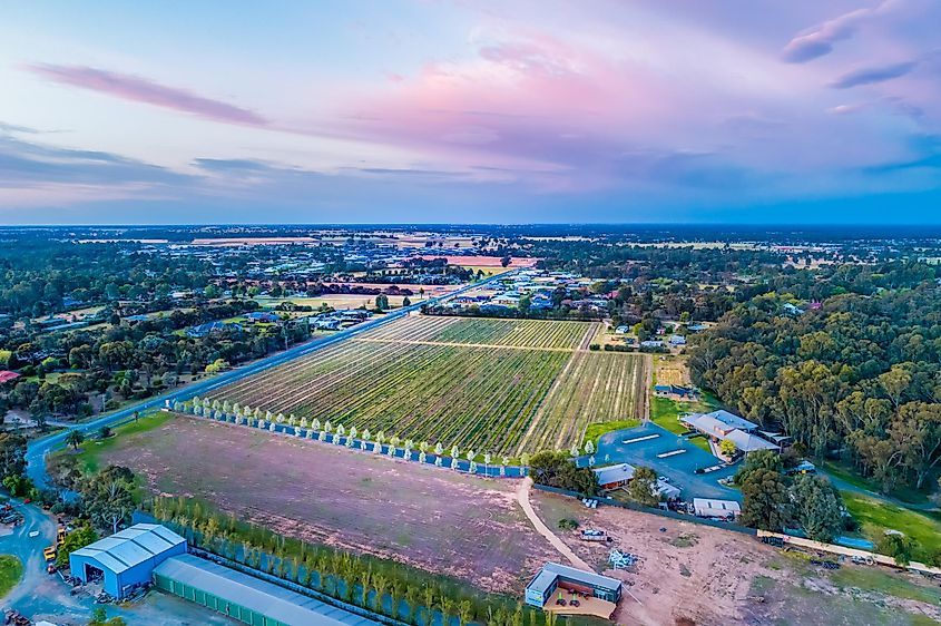 Vineyard and countryside at sunset in Moama, New South Wales