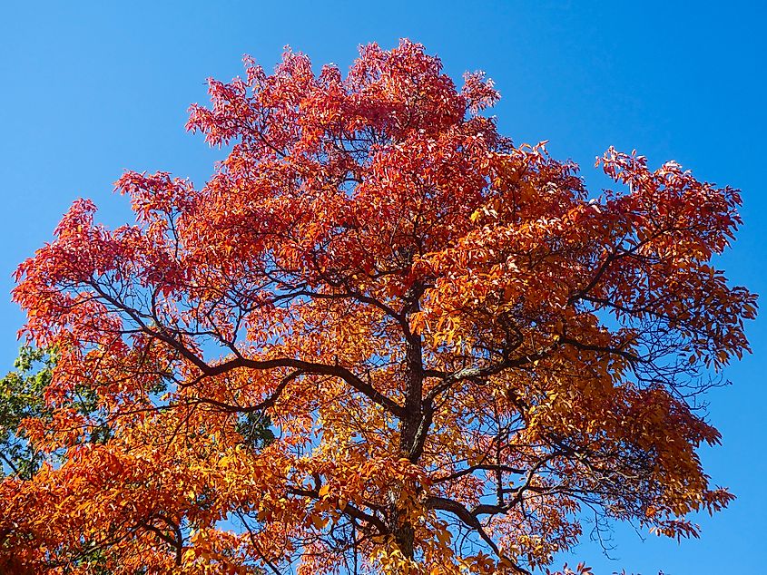 Beautiful orange and red foliage from a sassafras tree (Sassafras albidum) with a blue sky background.