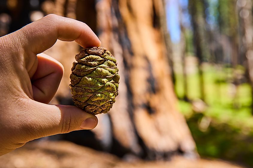 Close-up of a giant sequoia cone held in a hand. Credit: Nicholas J Klein/Shutterstock.com