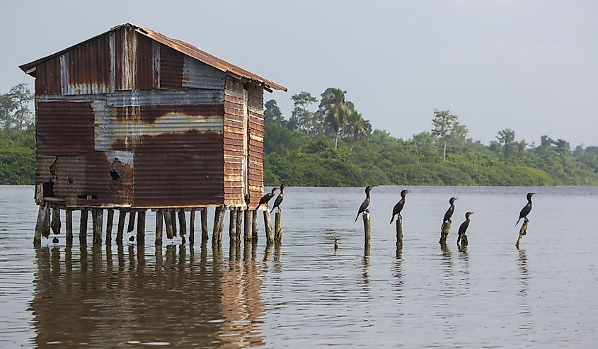 Group of black birds standing and waiting on concrete pillars with old house on the lake of Maracaibo in Venezuela
