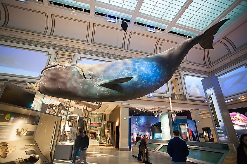 Whale model in the Natural History Museum
