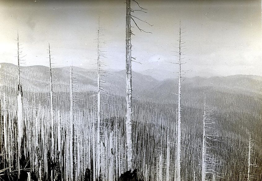 Fire-killed Douglas-fir in high country, 32 years after the 1902 Yacolt Burn. Yacolt, Washington.