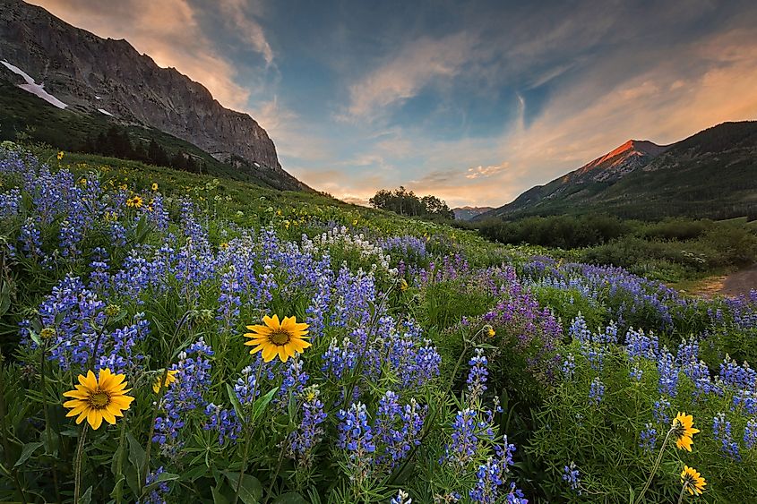 Crested Butte wildflowers