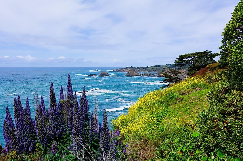 California Coast in Mendocino.