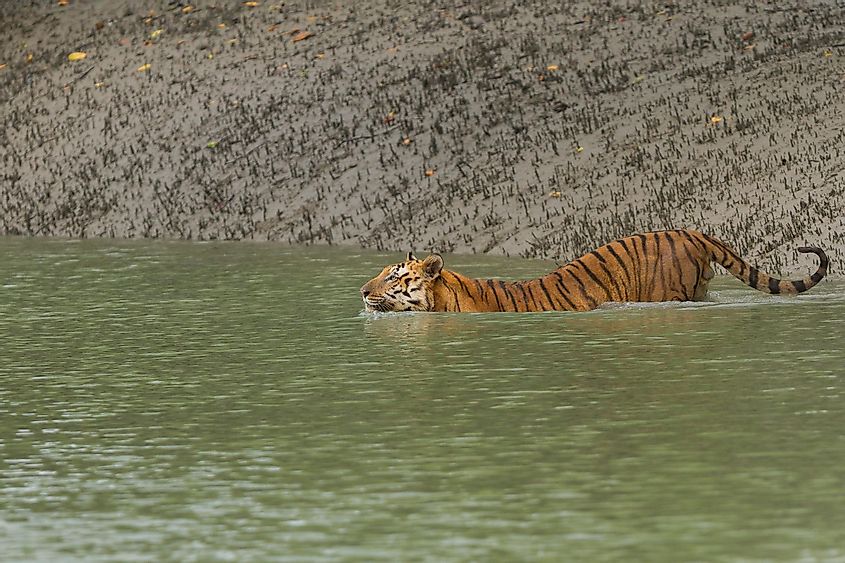 Sundarbans tiger