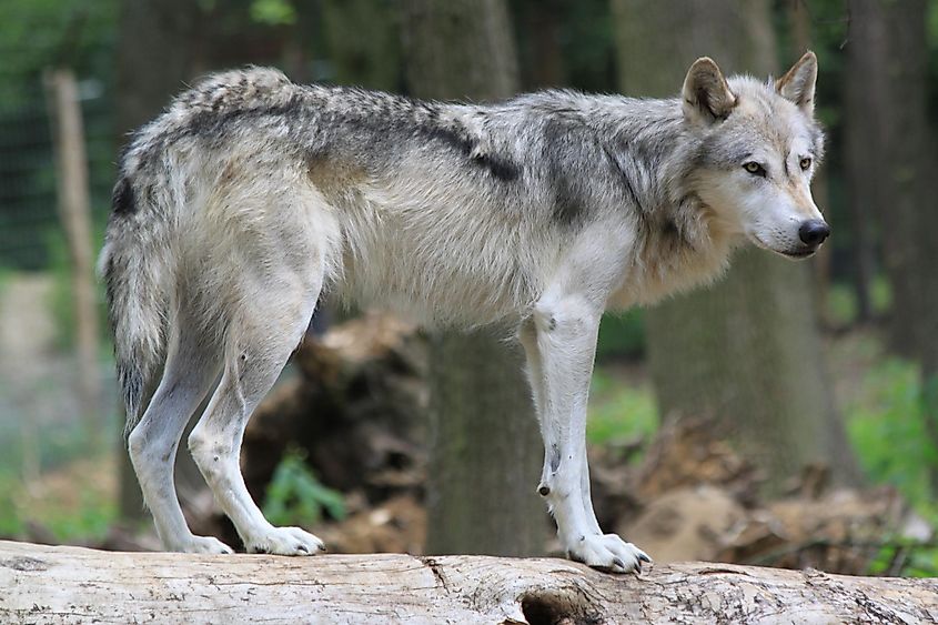 gray wolf