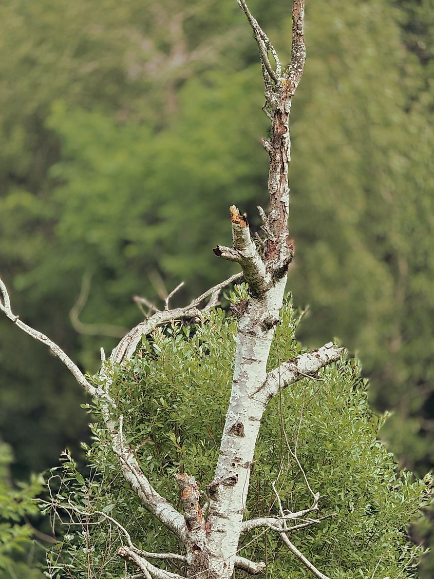 A paper birch in decline from birch dieback, a condition linked to stress from heat and dry soil. Credit: Pascal Huot/Shutterstock.com