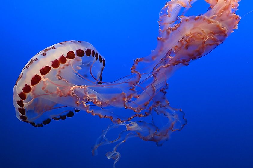 A floating Purple striped jelly fish.