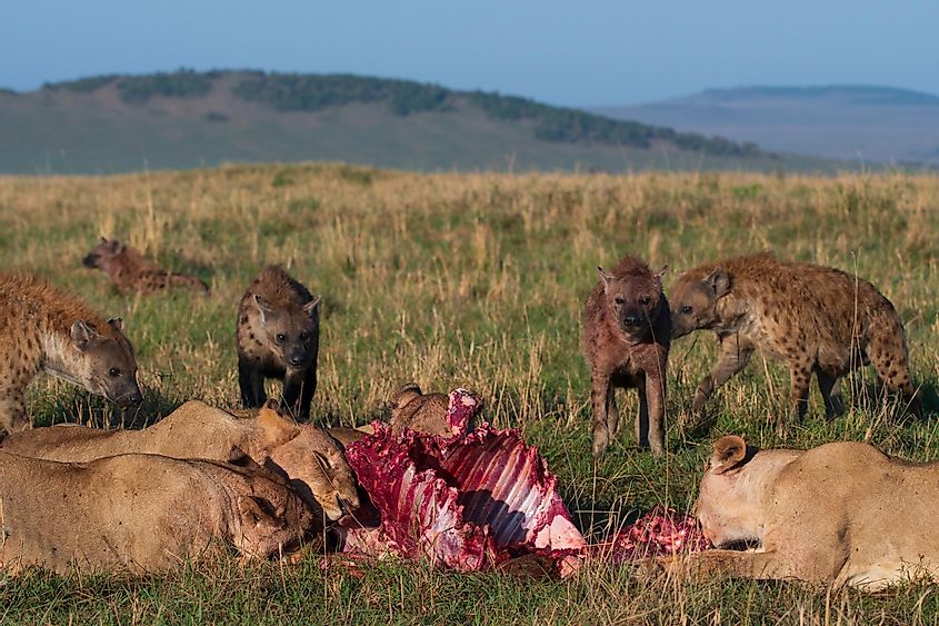 A pride of lions eating prey while hyena clan are watching and waiting - This relationship is the origin of the term 'Commensalism.'