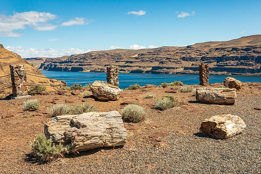 The Ginkgo Petrified Forest State Park in Washington.