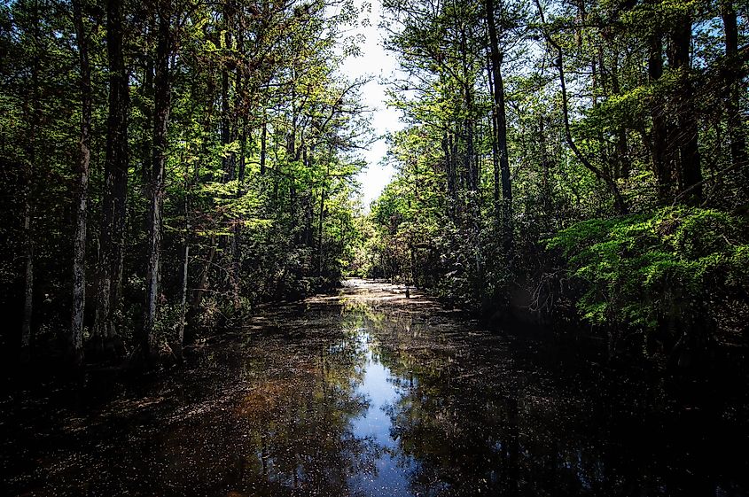 Trees and swamps of the Florida Everglades. Credit: JC Ruiz/Shutterstock.com