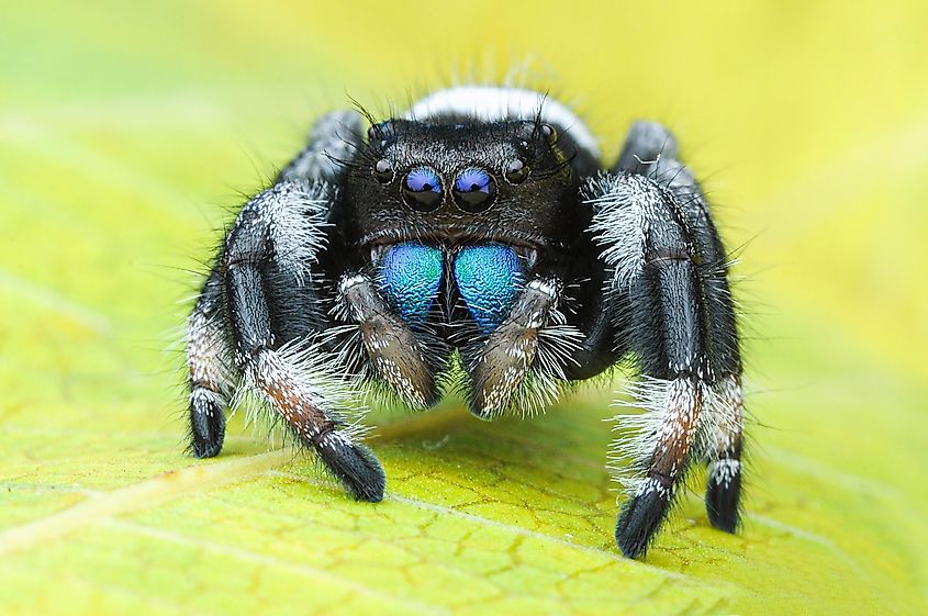 Jumping spider (phidippus regius) action on green leaf.