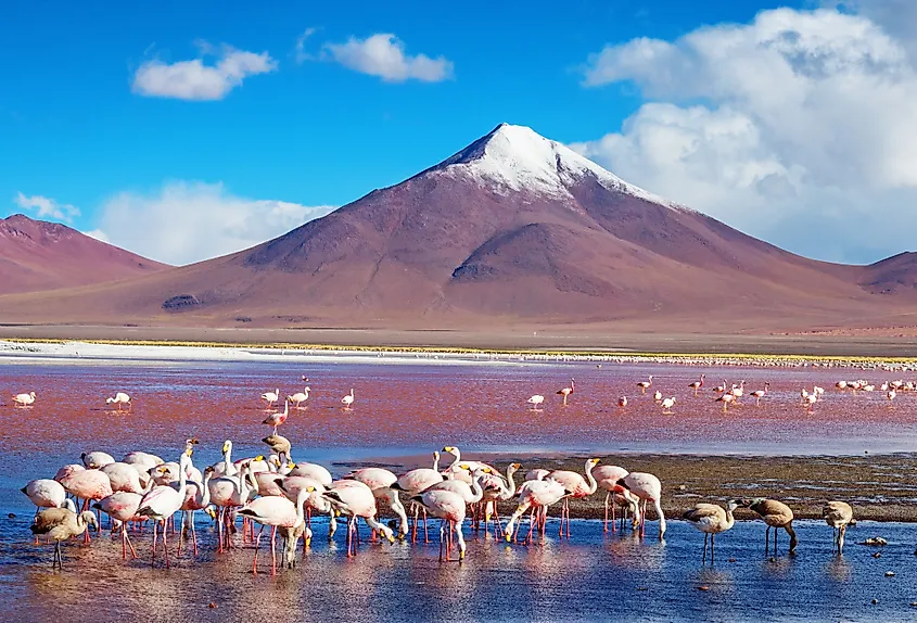 Laguna Colorada