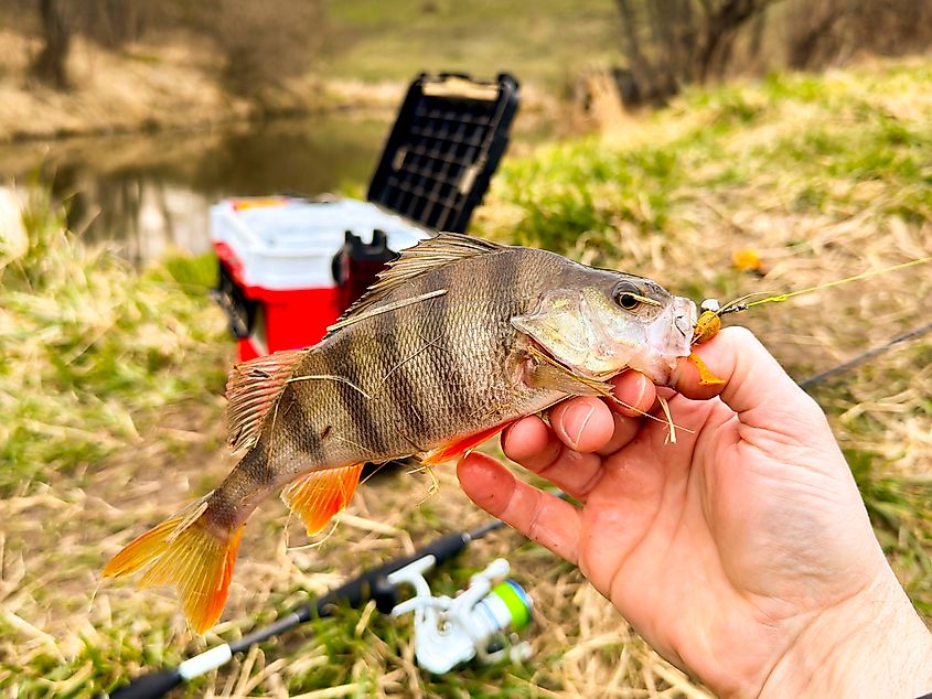 Close-up of a freshly caught yellow perch