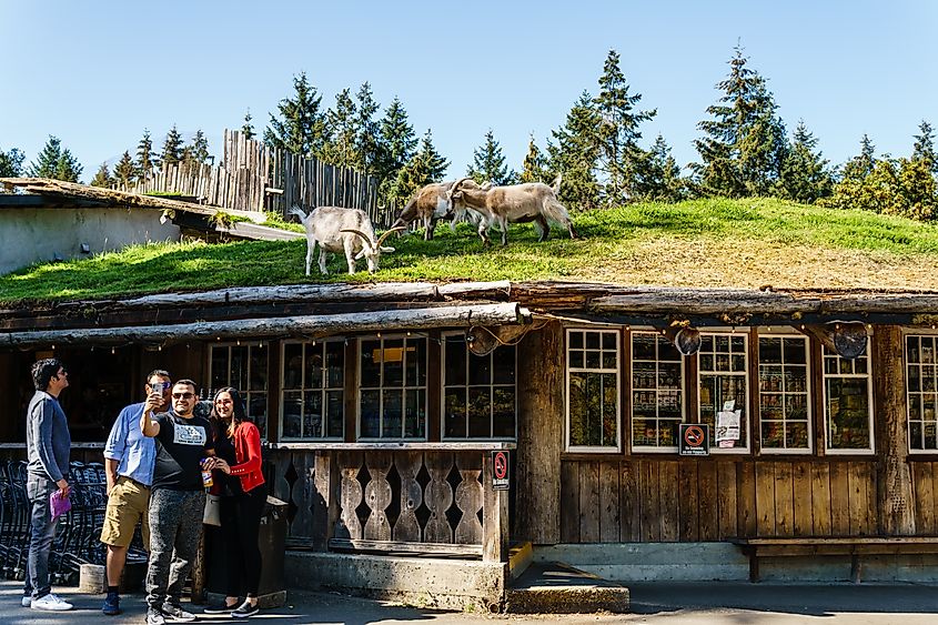 Goats on roof at Old Country Market on Vancouver island.