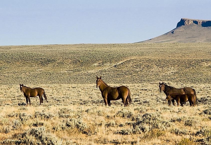 Green river, Wyoming